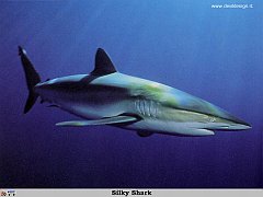 GCSR038-Silky_Shark copia